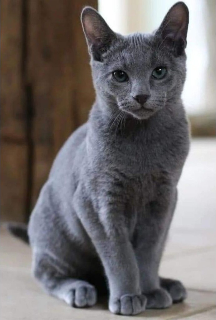Gato Ruso Azul adulto sentado en el piso mostrando su pelaje azul plateado