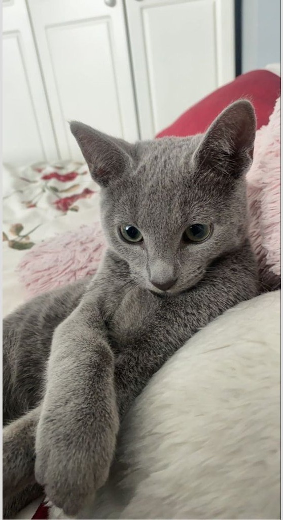 Gato Ruso Azul recostado en una cama rosada