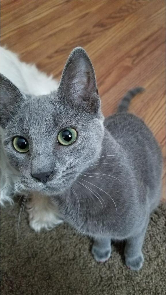 Gato Ruso Azul mirando hacia arriba sobre piso de madera