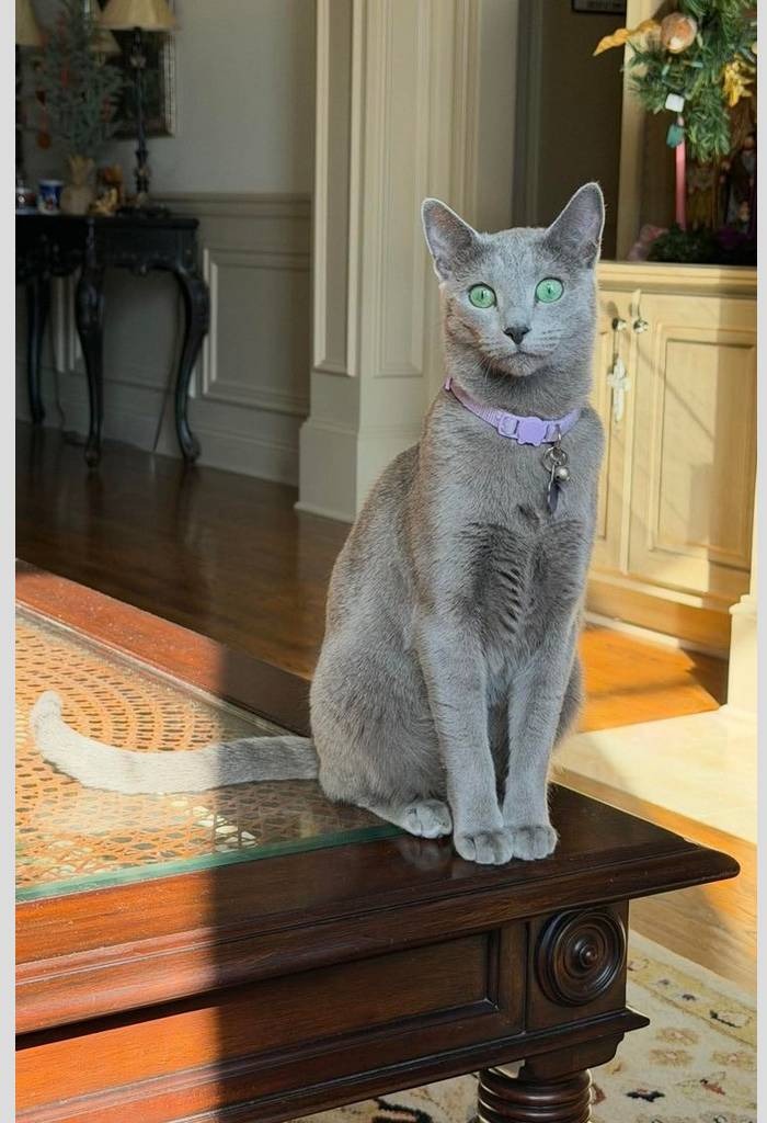 Gato Ruso Azul con collar lila sobre mesa de madera
