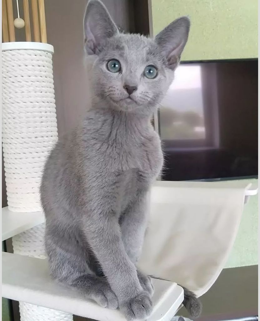 Gato Ruso Azul sentado en su rascador