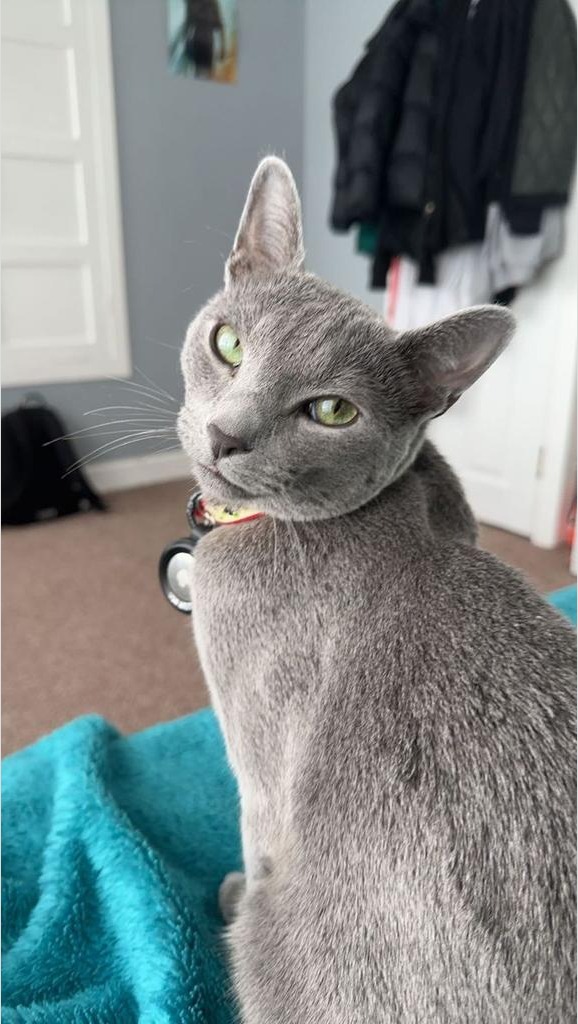 Gato Ruso Azul con collar de cascabel sobre una manta turquesa