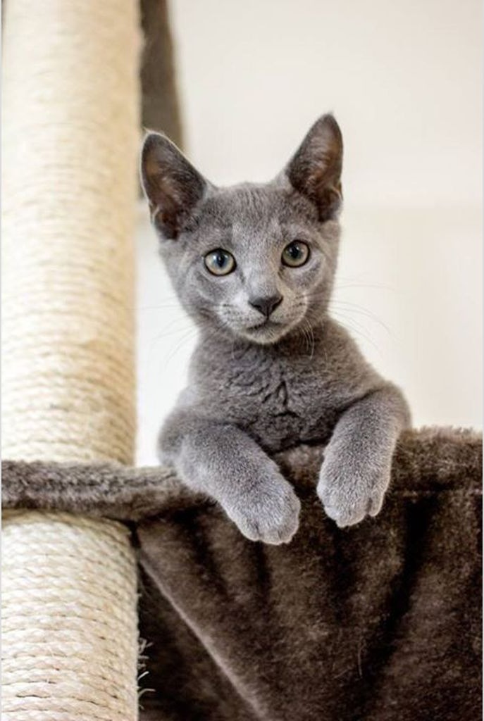 Gato Ruso Azul de ojos verdes sobre una manta marrón