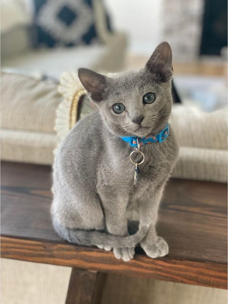 Gato Ruso Azul con collar azul sobre una mesa de madera