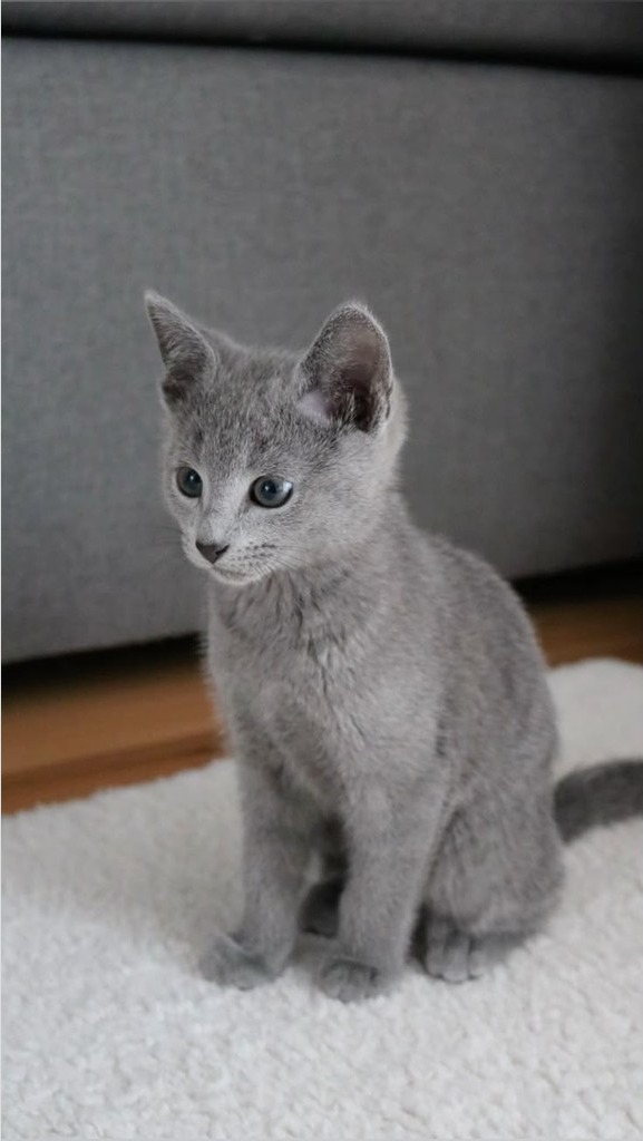 Gatito Ruso Azul cachorro sobre una alfombra blanca