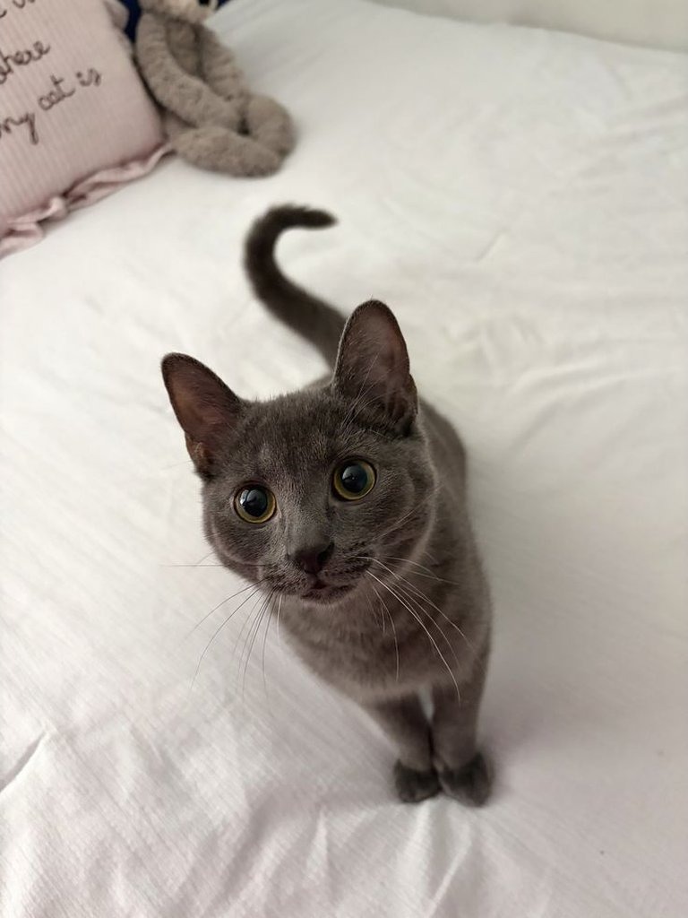 Gato Ruso Azul parado sobre una cama blanca